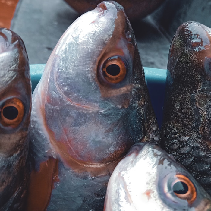 seafood